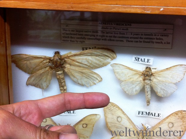 Weltwunderer Puriri Moth