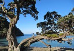 www.jaegerdesverlorenenschmatzes.de Stony Bay Coromandel