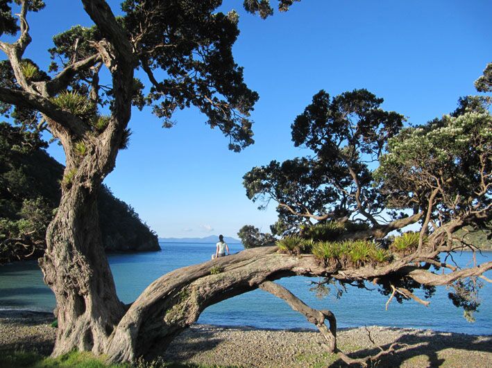 www.jaegerdesverlorenenschmatzes.de Stony Bay Coromandel