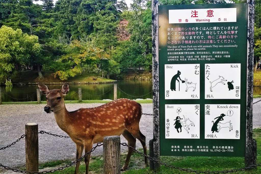 Weltwunderer Japan Nara Park Deer