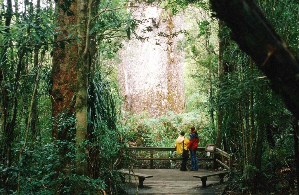 Weltwunderer Neuseeland Tane Mahuta