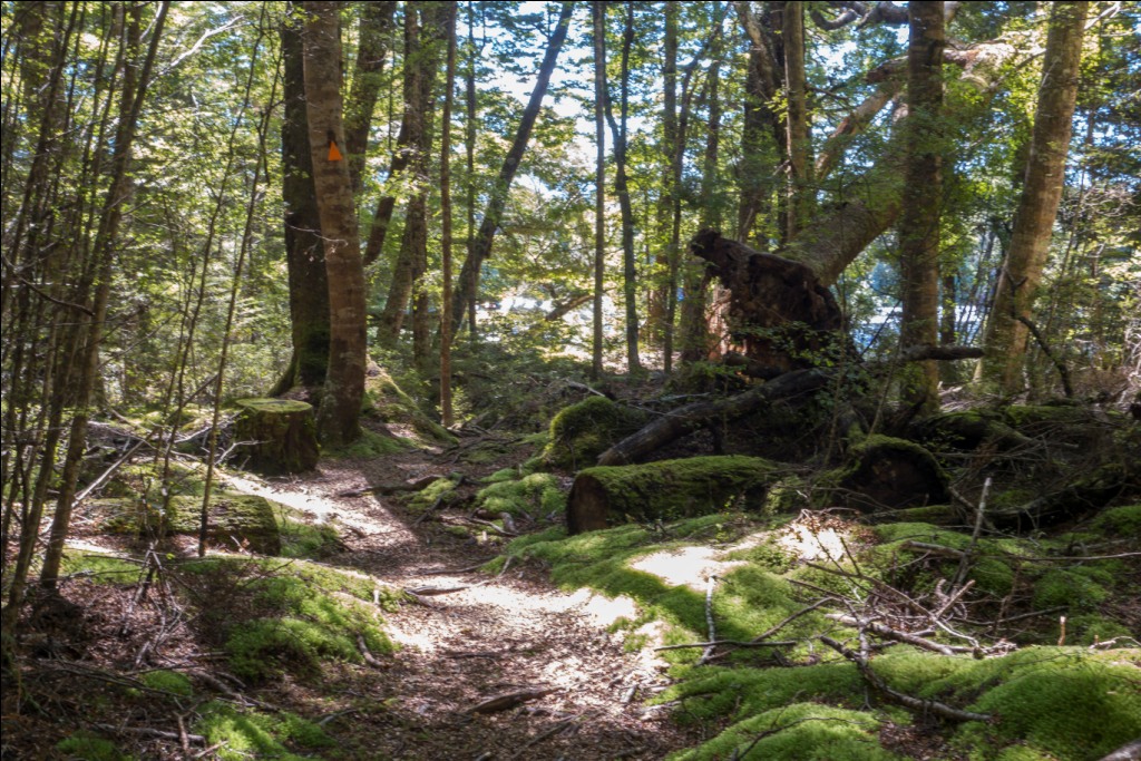 Neuseeland Wandern mit Kindern Fiordland Circle Track © Stefanie Schindler