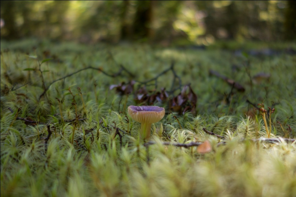 Neuseeland Wandern mit Kindern Fiordland Circle Track © Stefanie Schindler