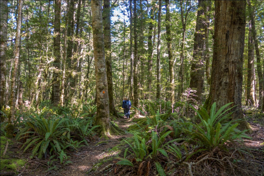 Neuseeland Fiordland Circle Track © Stefanie Schindler