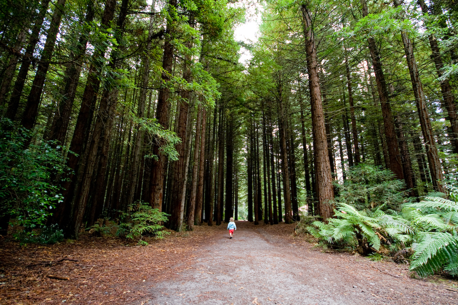 Weltwunderer Neuseeland Kinder Rotorua Redwoods