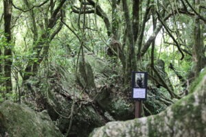Hairy Feet Waitomo Hobbit