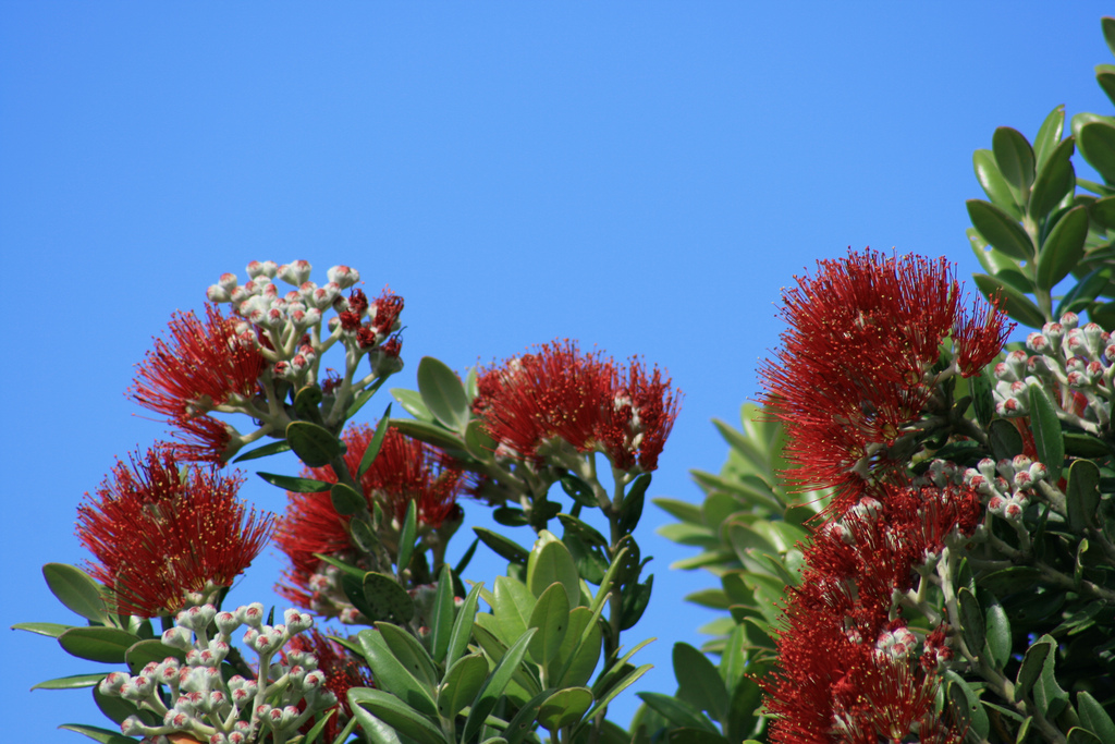 Pohutukawa Tree by Flickr/iainurquhart