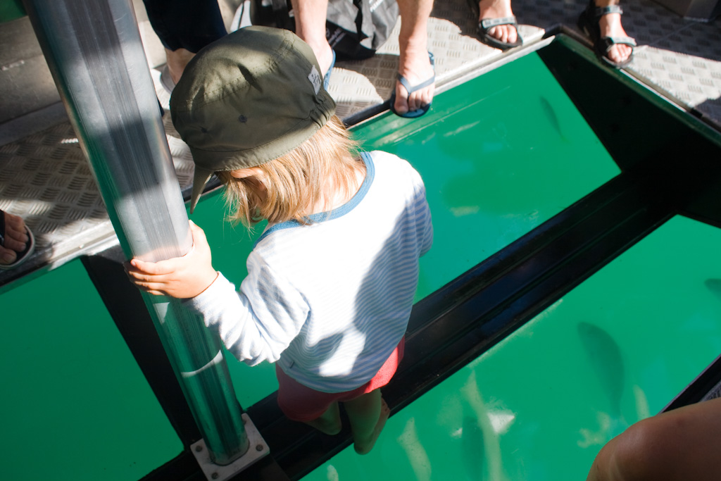 Glass Bottom Boat Tour in Whitianga - spannend!