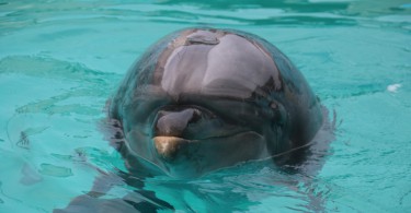 Weltwunderer Japan Muroto Delfin
