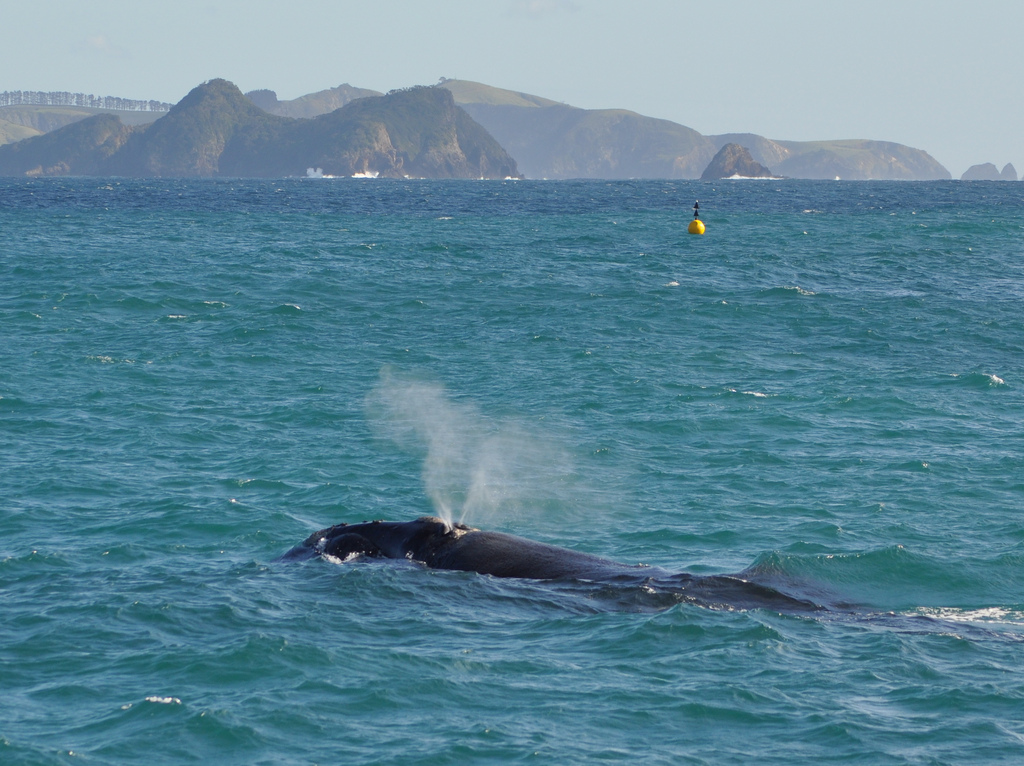 Whale watching in Neuseeland mit Kindern - (wie) das geht 5 Whale watching Bay of Islands Flickr_DOC