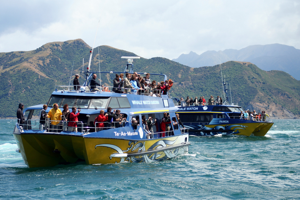 Kaikoura Whale watching Neuseeland Flickr_Gabe Lerner