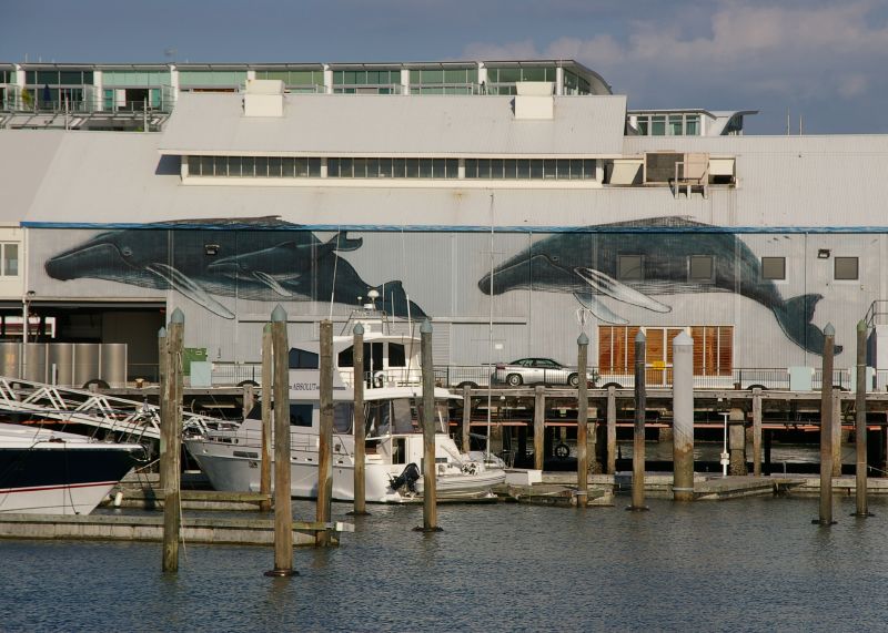 Whale watching in Neuseeland mit Kindern - (wie) das geht 4 Flickr_Percita Auckland Maritime Museum Whale watching
