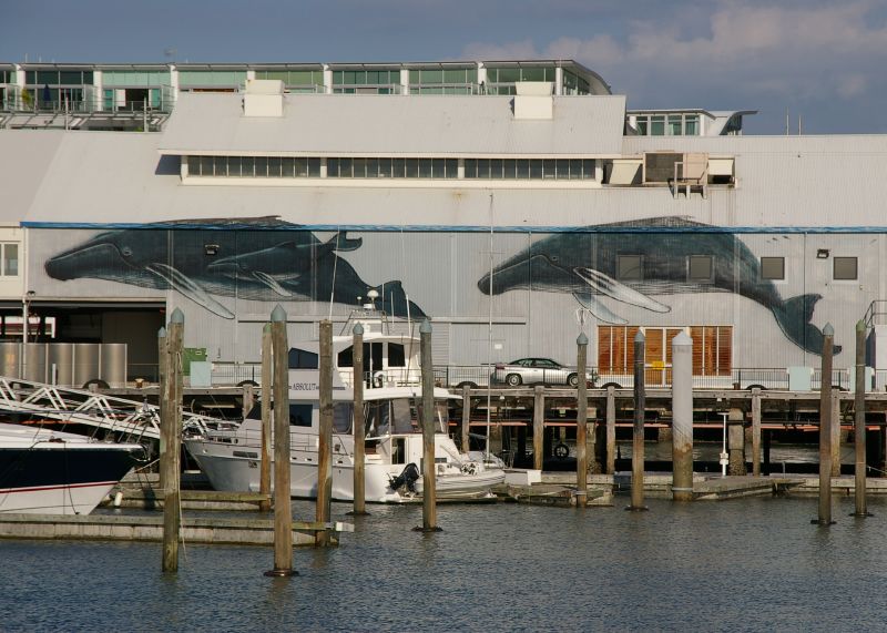 Flickr_Percita Auckland Maritime Museum Whale watching