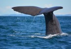 Whale watching in Neuseeland Flickr_Victoria Hoete-Dodd