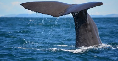 Whale watching in Neuseeland Flickr_Victoria Hoete-Dodd