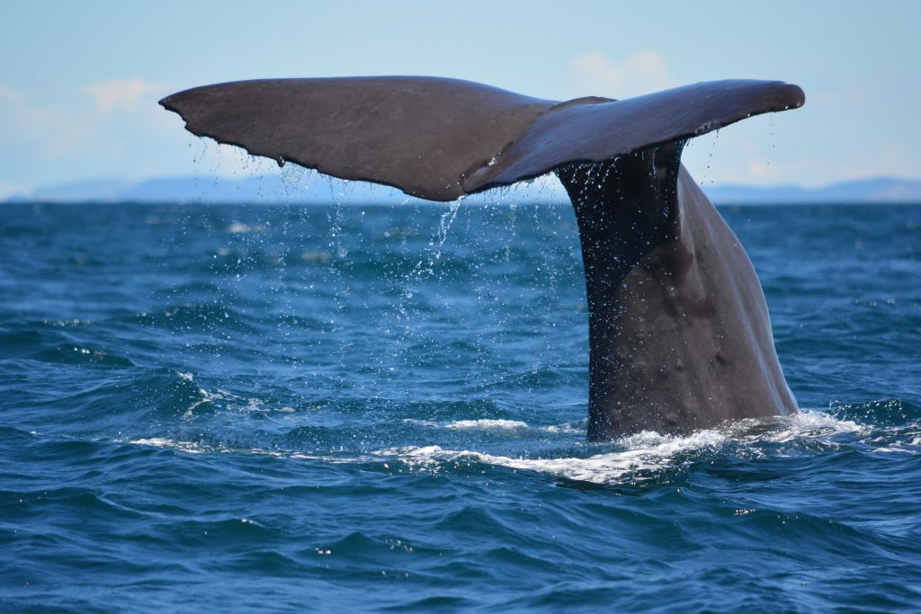 Whale watching in Neuseeland Flickr_Victoria Hoete-Dodd