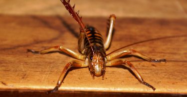 Giant Weta Neuseeland