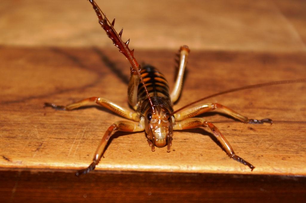 Giant Weta Neuseeland