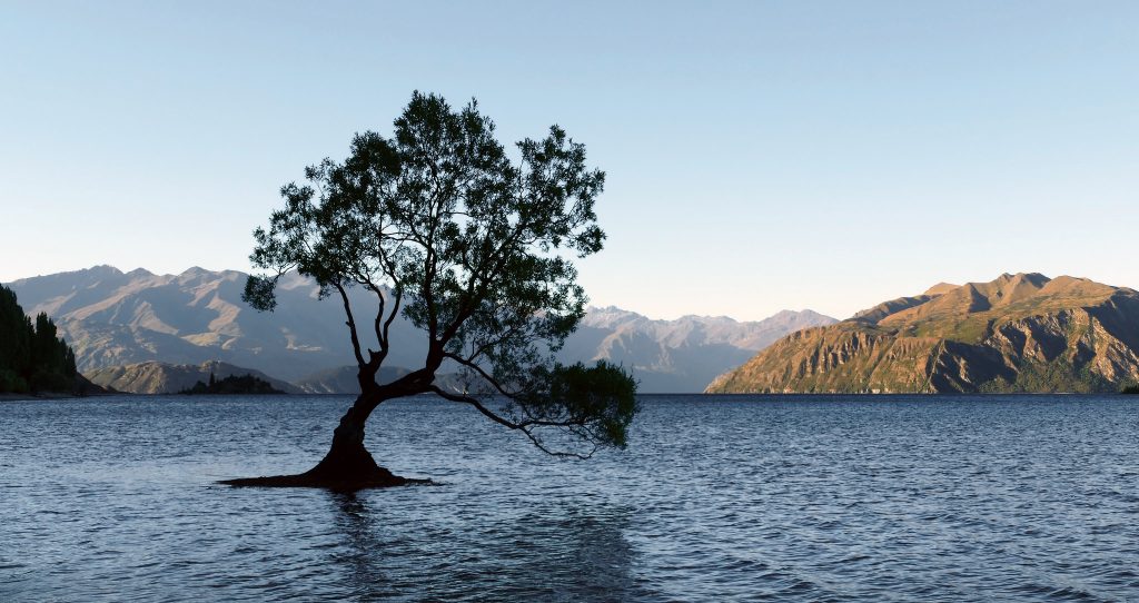 That Wanaka Tree