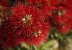 Weihnachten in Neuseeland Pohutukawa