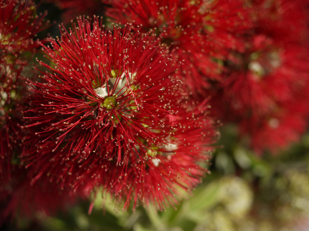 Weihnachten in Neuseeland Pohutukawa Flickr