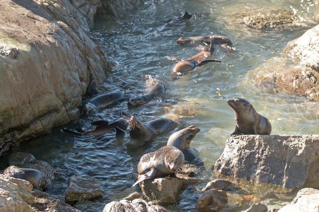 Kaikoura Erdbeben Neuseeland 2016