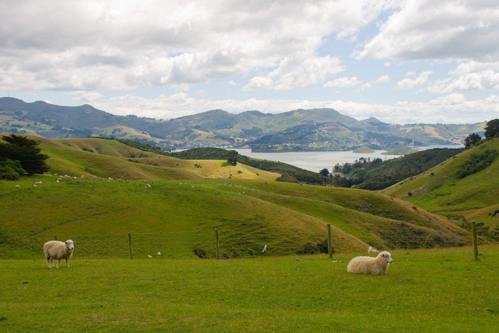 Nebensaison in Neuseeland Otago Peninsula