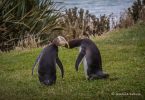 Naturschutz in Neuseeland: Bye, bye, Gelbaugenpinguin?! 1