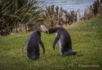 Naturschutz in Neuseeland: Bye, bye, Gelbaugenpinguin?! 4