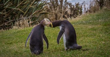 Naturschutz in Neuseeland: Bye, bye, Gelbaugenpinguin?! 3