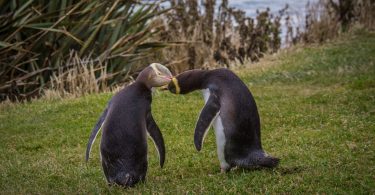 Naturschutz in Neuseeland: Bye, bye, Gelbaugenpinguin?! 1