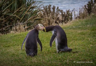 Naturschutz in Neuseeland: Bye, bye, Gelbaugenpinguin?! 1