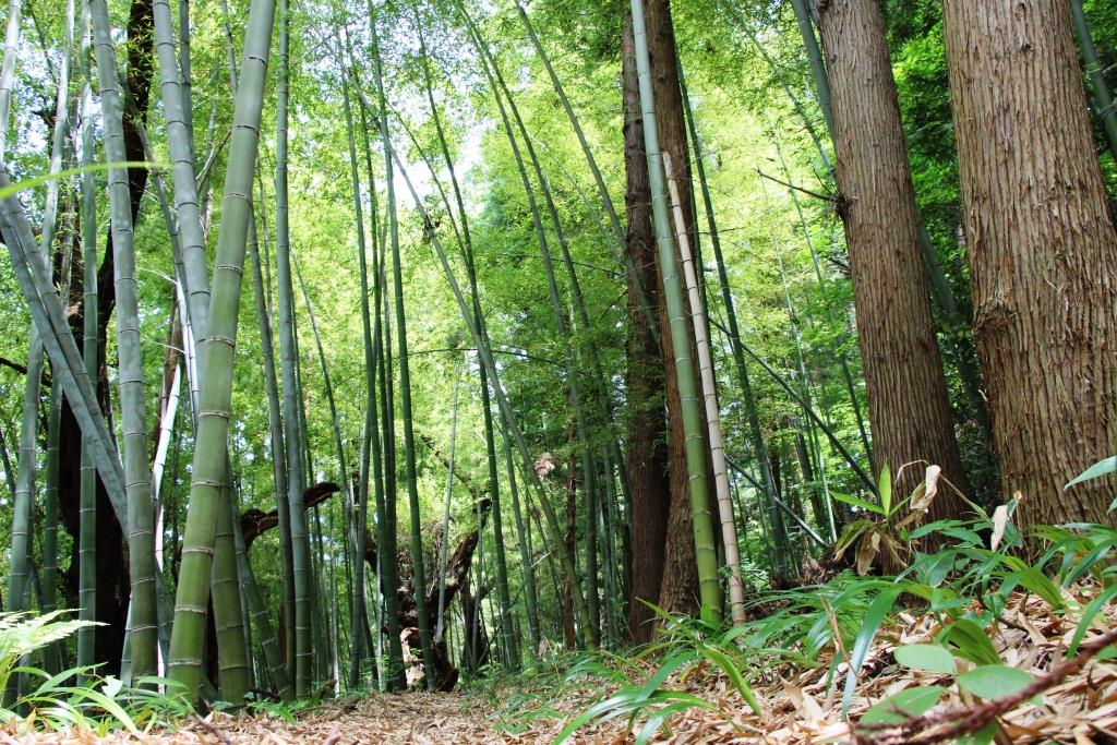 Japan Aizu-Wakamatsu Bambus