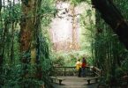 Tane Mahuta Waipoua Kauri