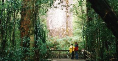 Tane Mahuta Waipoua Kauri