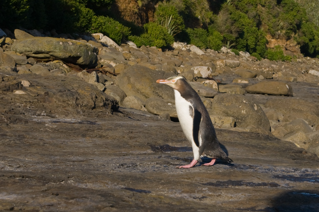 Nur in Neuseeland Gelbaugenpinguin