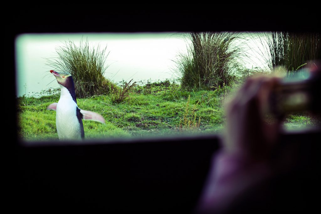 Gelbaugenpinguine in Neuseeland