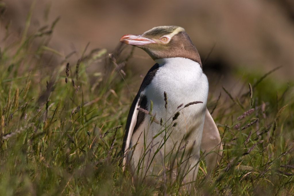 Gelbaugenpinguin Hoiho Neuseeland