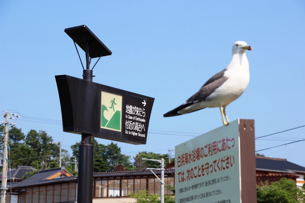 Ein Erdbeben in Japan erleben? Kein Problem! 13 Tohoku Erdbeben Japan Tsunami