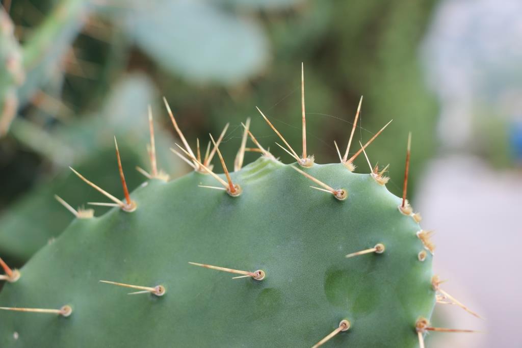 schwere-allergie.de Kaktus Stachel