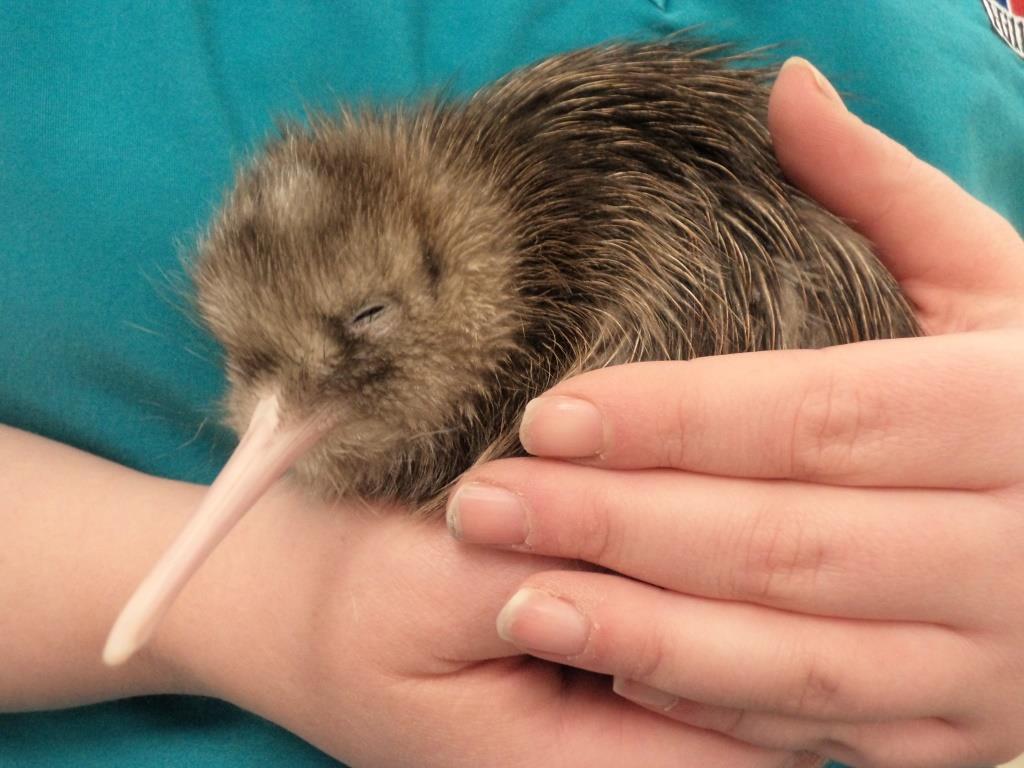 Kiwis sehen in Neuseeland Westcoast Wildlife