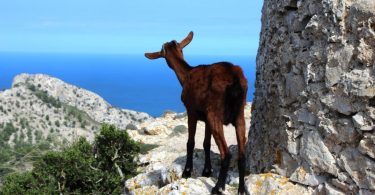 Wandern auf Mallorca Talaia de Alcudia