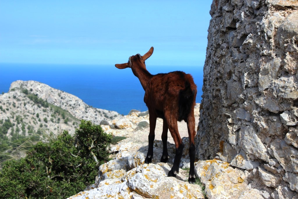 Wandern auf Mallorca Talaia de Alcudia