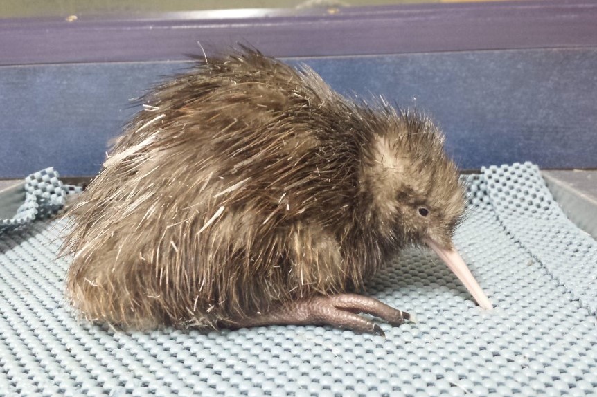 Kiwi sehen in Neuseeland Rainbow Springs