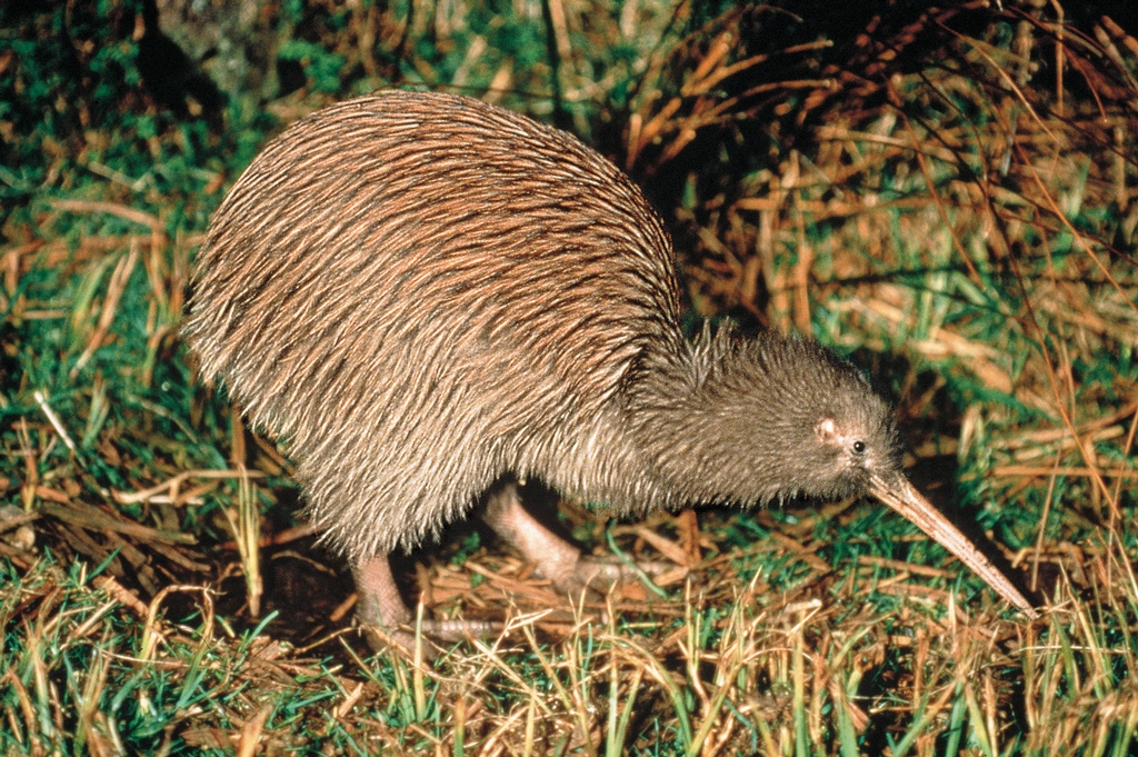 Kiwis sehen in Neuseeland