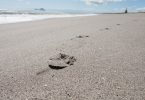 Ökologischer Fußabdruck Fernreise Neuseeland