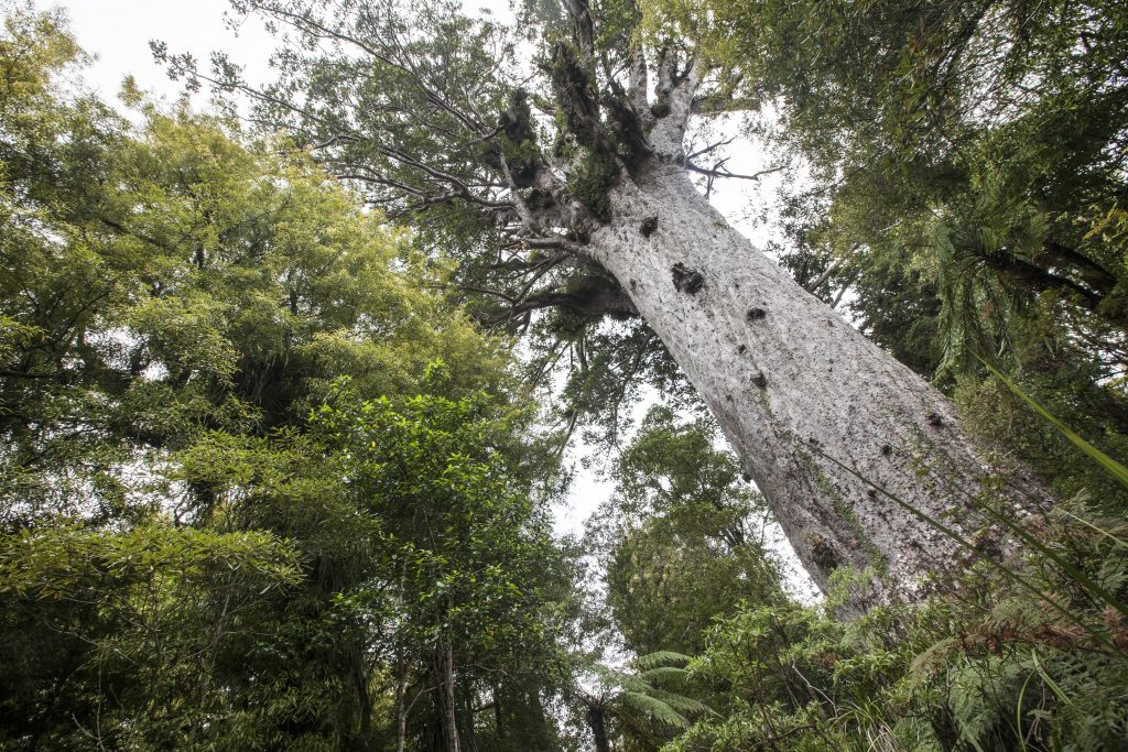 Tane Mahuta Waipoua Kauri Forest