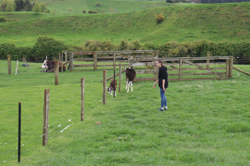 Hobbiton Movie Set: Mittelerde-Must-do in Neuseeland! 55 Campable Matamata