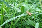 Grashüpfer Natur mit Kindern