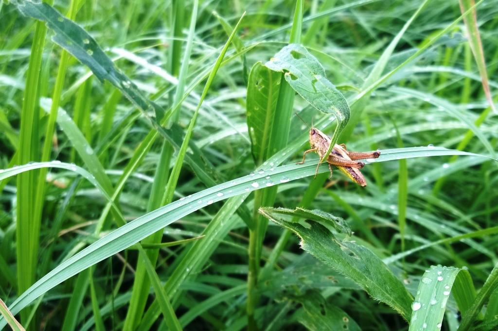 Grashüpfer Natur mit Kindern